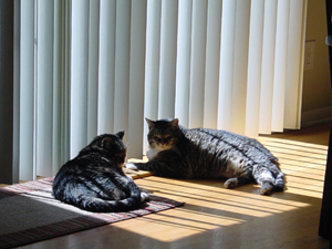 Cats in the Sun